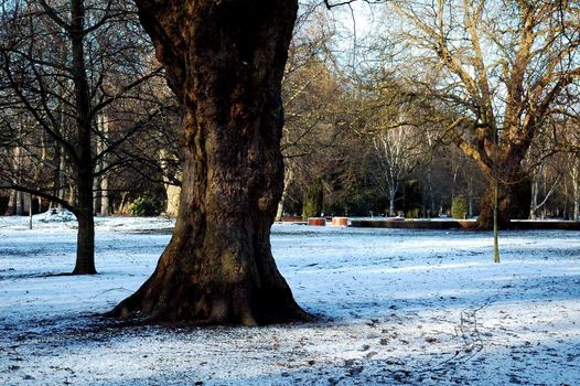 snowy cardiff park with tree and blue ski, horizontally framed picture