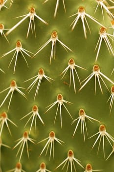 Close up shot of many cactus spikes against the green of the plant