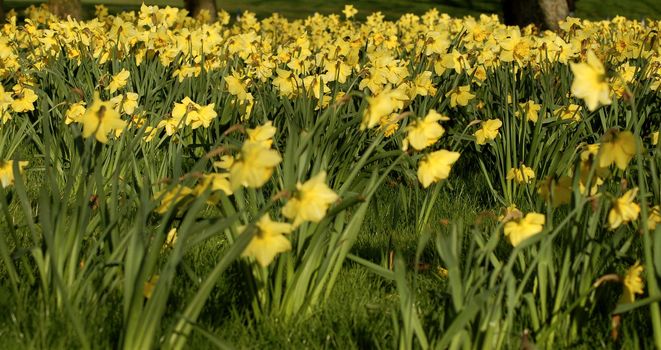 Many blooming daffodils