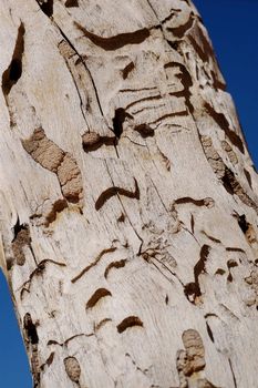 Section of tree trunk who's bark looks carved like a totem pole, against a very blue sky - Tucson, Arizona