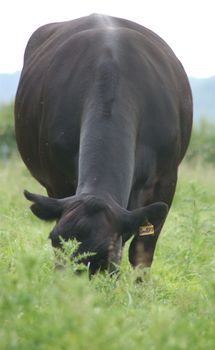Black cow facing towards the camera with it's head hidden by grass, as it eats
