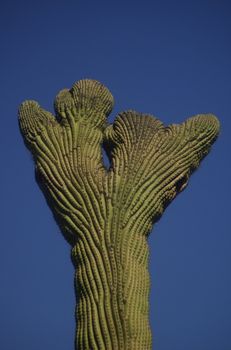 From below looking up at a large cactus with stumpy looking fingers against a deep blue sky