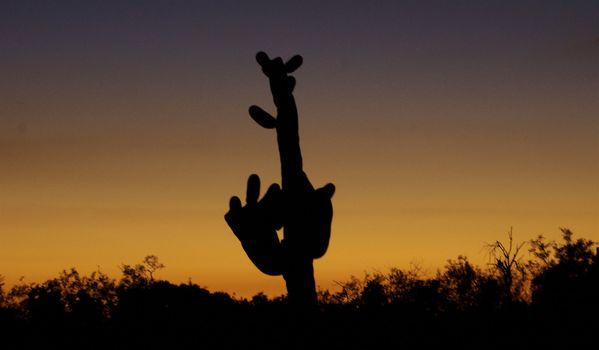 Silhouette of a 'knotted' cactus at sunset in Tucson, Arizona