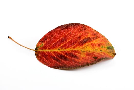 The autumn red sheet is photographed close up