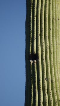 Vertical shot of a ridged cactus, featuring a bird hole in the centre, on one side, against a bright blue sky on the left hand side of the picture
