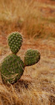 Cactus with two 'leaves' making it look like it has Mickey Mouse ears