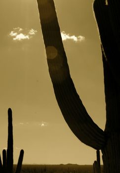 Sepia silhouette of cactus in the Tucson desert at dusk