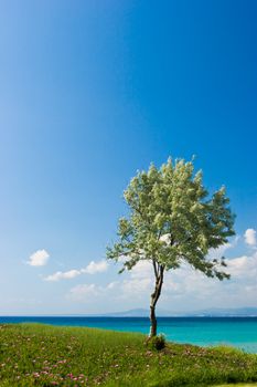 Landscape with olive tree at sunny Greek seaside