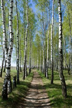 Birch-tree alley at spring forest