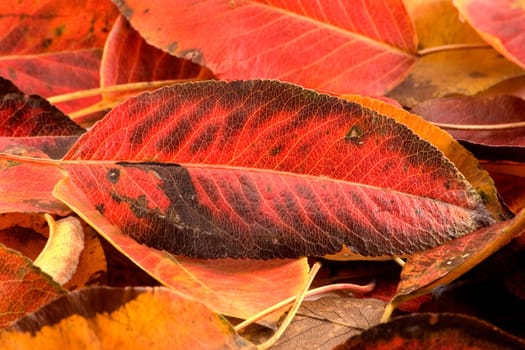 The heap of autumn leaves is photographed close up