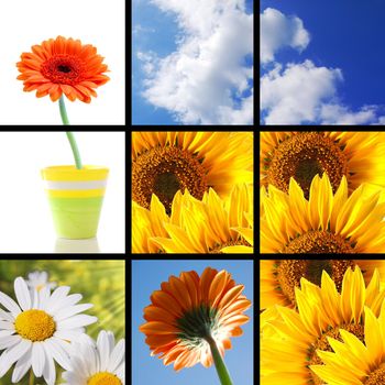 collage or collection of flower images showing summer vacation concept
