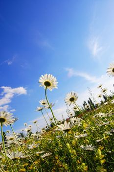 flower in summer under blue sky with copyspace