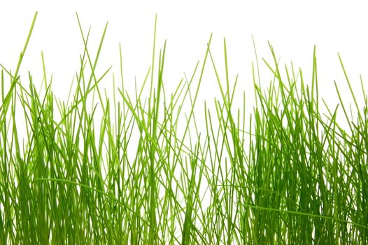 green fresh easter grass isolated on white background