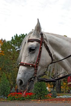 White beautiful horse