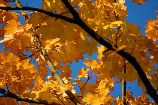 golden fall leave of a tree in a forrest on blue sky