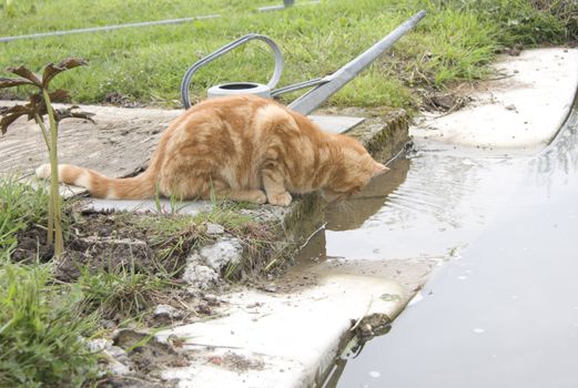 Ginger cat fishing in the garden fishpond