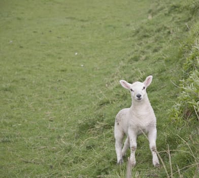 one lamb watching the photographer