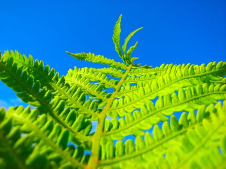 close up fern and blue sky