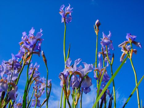 blue irises and sky