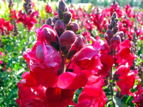 close up image of red flowers