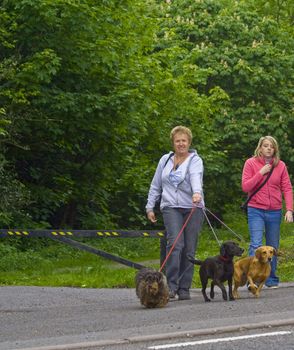 Family out walking their dogs.