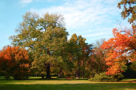 autumn in the forest with green trees under blue sky and golden leaves.