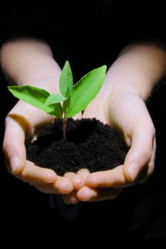 young plant in hand showing concept of youth and growth