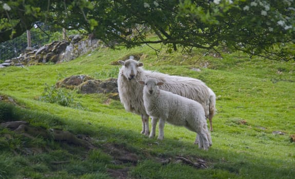 Sheep and her lamb on welsh hillside
