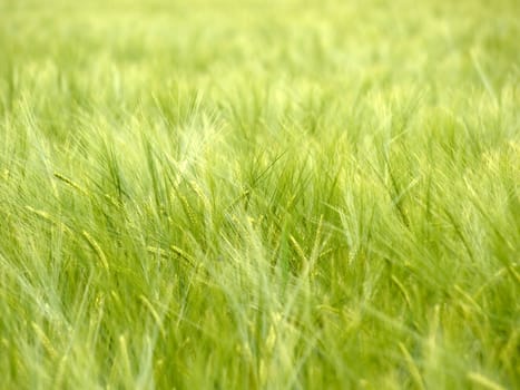 Close up shot of a green wheat field  selective depth of field