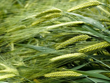 Green wheat field with rain drops