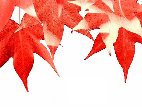 Beautiful Liquidambar red  leaves isolated on white with copy space