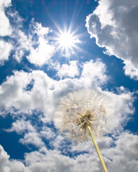 Dandelion again bright spring sun