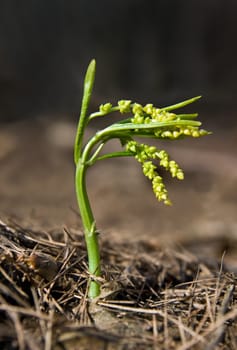 The close-up of a sprout in the spring
