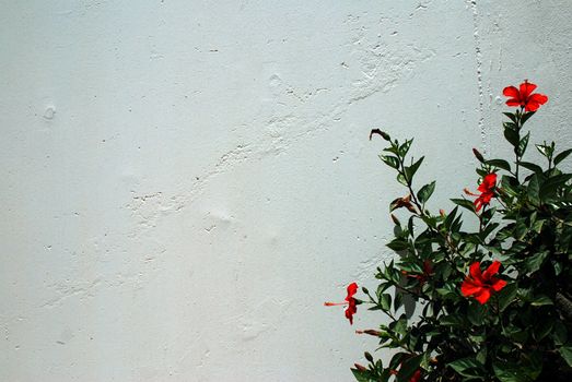 Hibiscus plant n the corner of a white wall