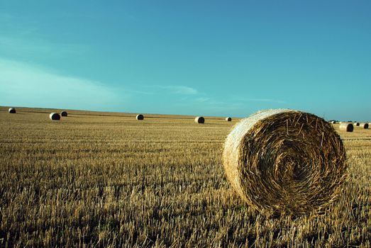 Field after the harvest with straw rolls