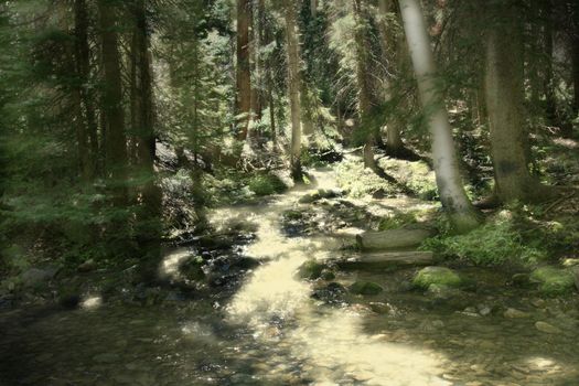 Sunlight's golden glow illuminates parts of a beautiful stream which tumbles through the deep shade of the aspen and pine forest in the Colorado mountains.  