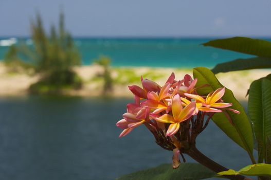 Wild Pink and Yellow Plumeria on a Tropical Shore