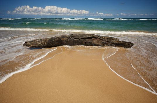 Inviting Tropical Shoreline and Large Driftwood on the Kauai coast