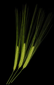 High definition picture of three green durum wheat ears isolated on black