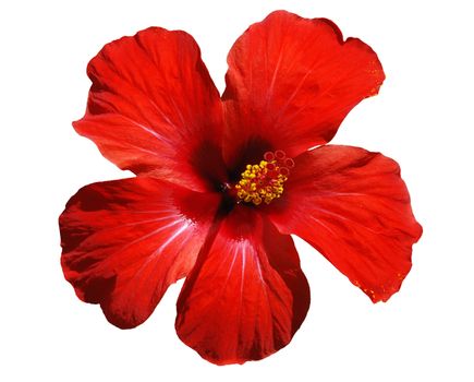 Hibiscus blossom - isolated flower on a white