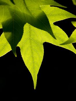 Liquidambar green leaves at spring on black background