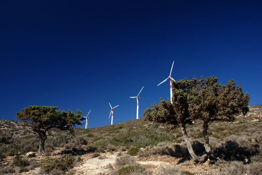 Wind turbines between two pines against the blue sky