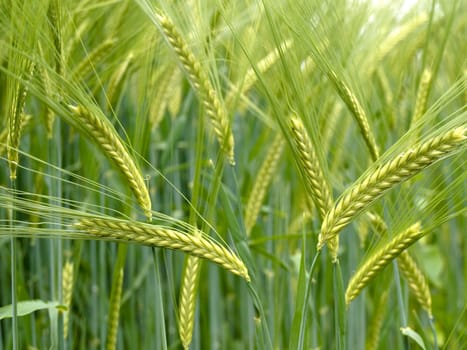 Close up of a Green durum wheat field