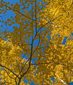 Aspen leaves under a blue sky in Colorado's Rocky Mountains