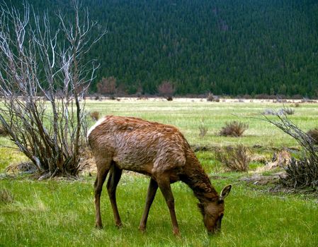 A young North American Elk (Wapiti) grazing on fresh Spring grasses in Rocky Mountain National Park.