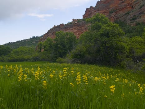 Spring flowers at Roxborough State Park, Colorado.