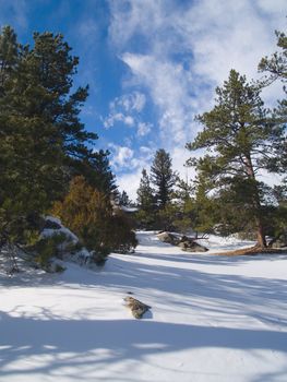 Fresh snow through a forest passage in Rocky Mountain National Park