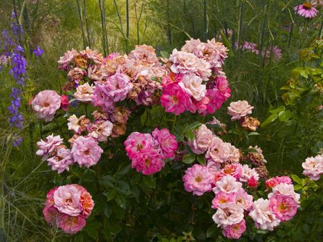 Wild roses as summer passes in an unkempt garden.