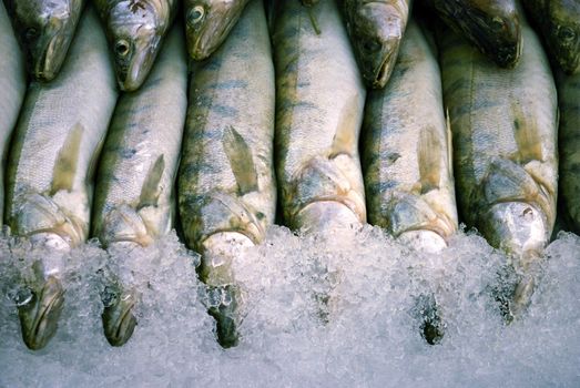 fresh fish are cooled on ice on fishmarket