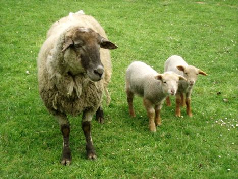     Mother sheep with its two lovely children